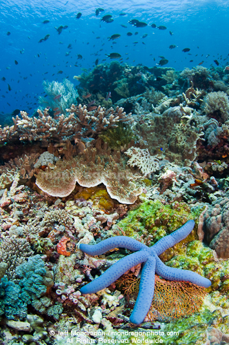 Blue Sea Star on Coral Reef
