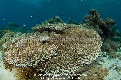Staghorn coral on Coral Reef