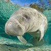 Image MM_1380 West Indian Manatee