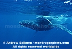 Humpback Whale pictures