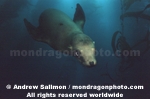 California Sea Lion photos