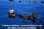Sea Otter images