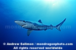 Blue Shark photos