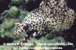 Dragon Moray Eel images