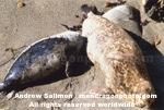 Harbor Seal pictures