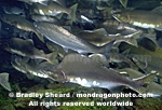 Spawning Pink Salmon pictures