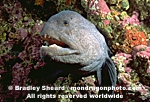 Wolf-Eel pictures