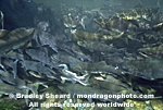 Pink and Coho Salmon images