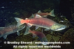 Spawning Sockeye Salmon images