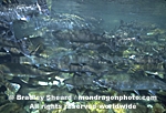 Pink and Coho Salmon photos