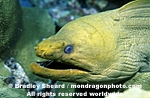 Green Moray pictures