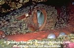 Giant Pacific Octopus photos