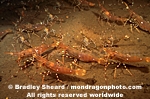 Spot Prawn images