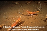 Spot Prawn images