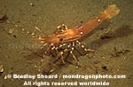 Spot Prawn images