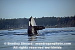 Orca Whale Spyhopping pictures
