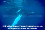 Humpback Whale images