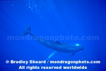 False Killer Whale images
