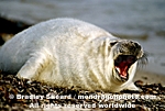 Gray Seal Pup pictures