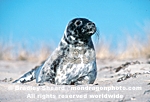 Gray Seal Pup images
