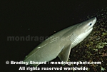 Sixgill Shark pictures