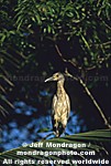 Black-crowned Night-heron photos