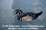 Wood Duck photos