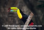 Keel Billed Toucan pictures