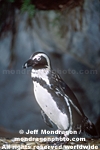 Jackass Penguin photos