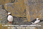 Horned Puffins images