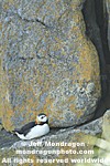 Horned Puffin photos