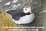 Horned Puffin pictures