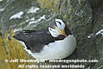 Horned Puffin pictures
