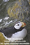 Horned Puffin pictures