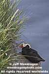 Tufted Puffin pictures