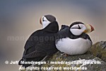 Horned Puffins pictures