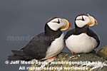 Horned Puffins pictures