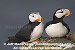Horned Puffins photos