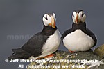 Horned Puffins pictures