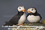 Horned Puffins photos