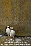 Horned Puffins photos