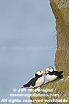 Horned Puffins images