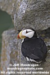 Horned Puffin pictures