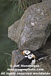 Horned Puffins images