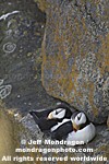 Horned Puffins images