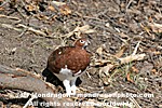Willow Ptarmigan images