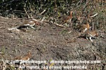 Willow Ptarmigan pictures