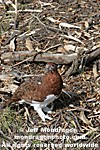 Willow Ptarmigan photos