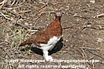 Willow Ptarmigan pictures