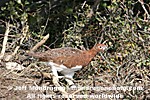 Willow Ptarmigan pictures